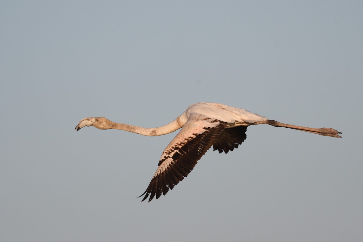 Greater Flamingo - Santiago Caballero Carrera