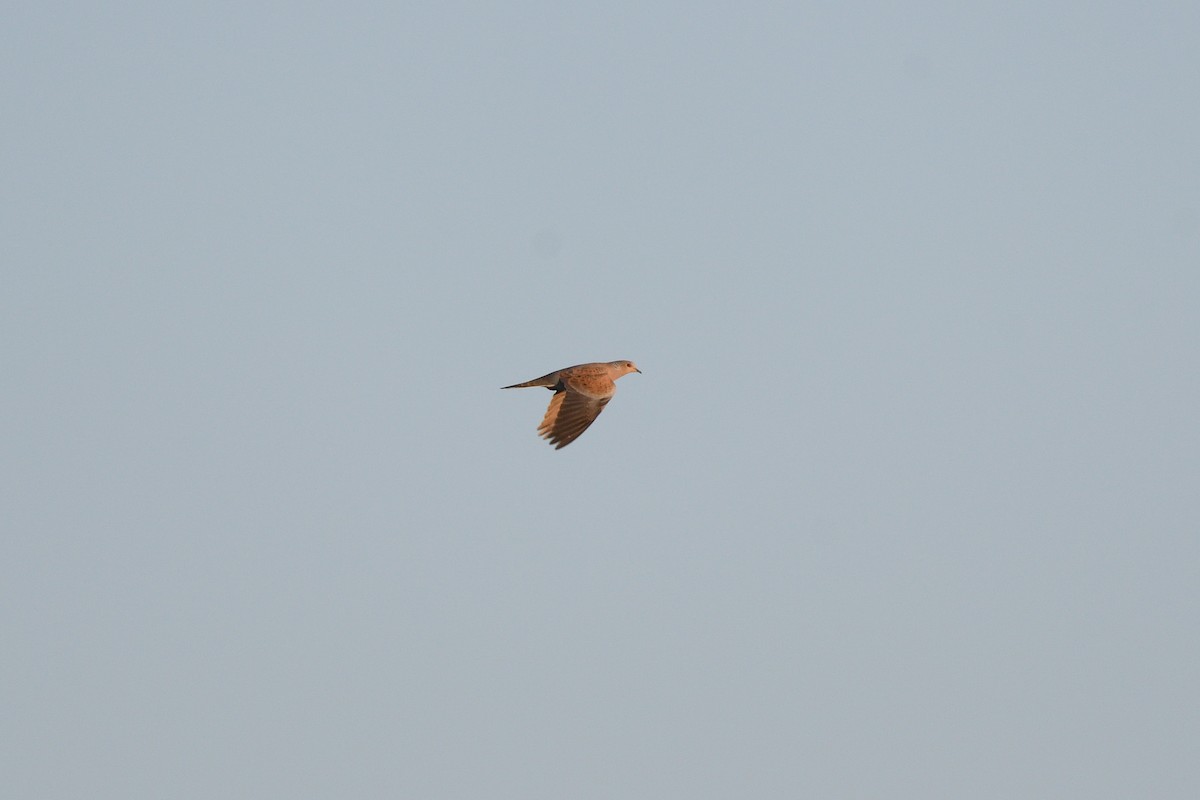 European Turtle-Dove - Santiago Caballero Carrera