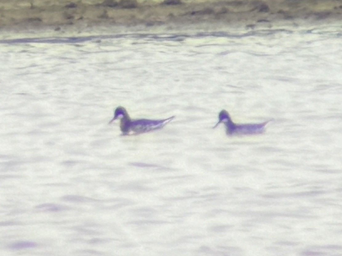 Red-necked Phalarope - Jonathan Lautenbach