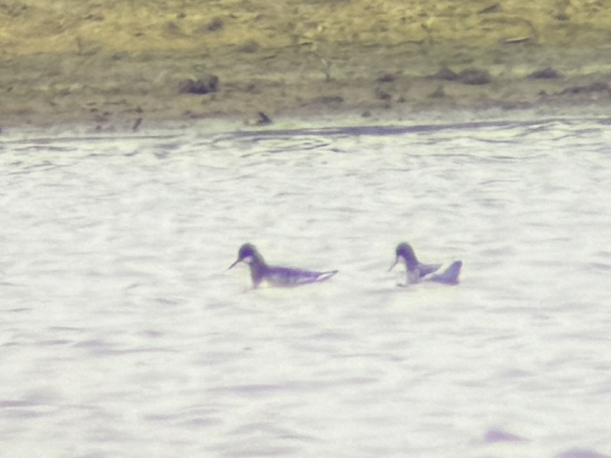 Phalarope à bec étroit - ML619077916