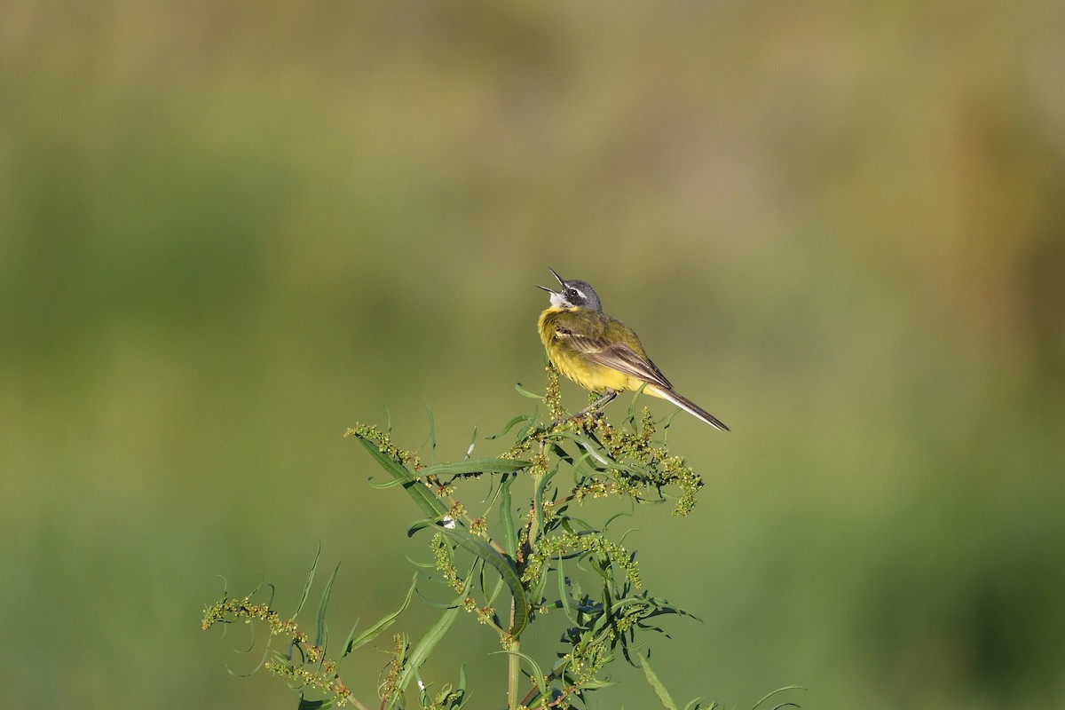 Western Yellow Wagtail - Santiago Caballero Carrera