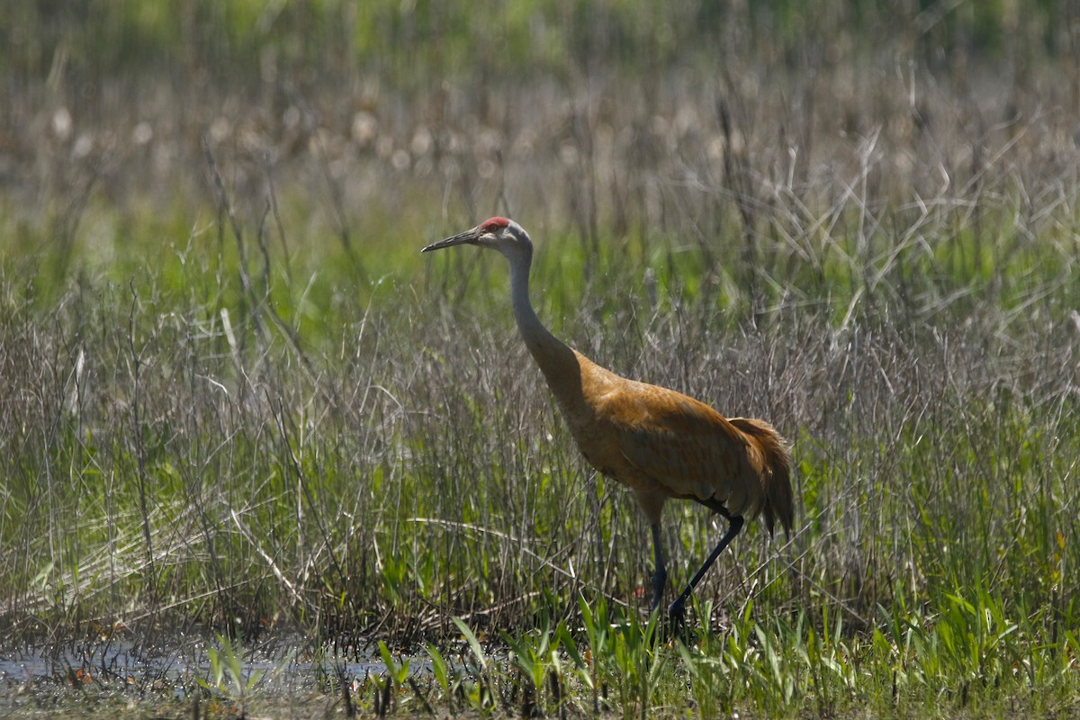 Sandhill Crane - ML619077934