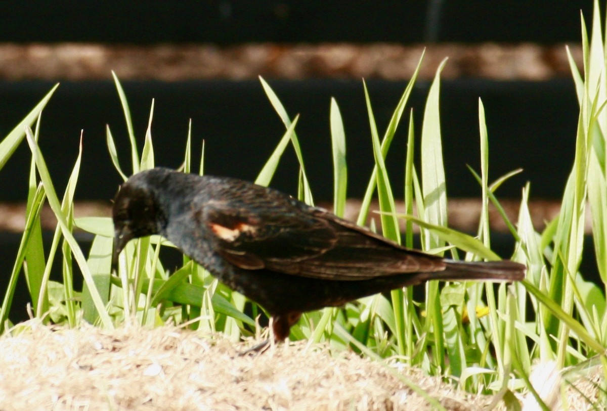 Red-winged Blackbird - Renee Coon