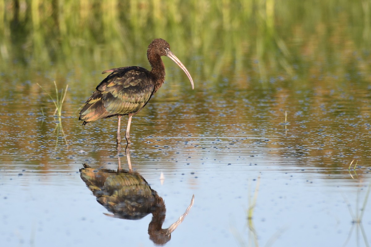 Glossy Ibis - Santiago Caballero Carrera