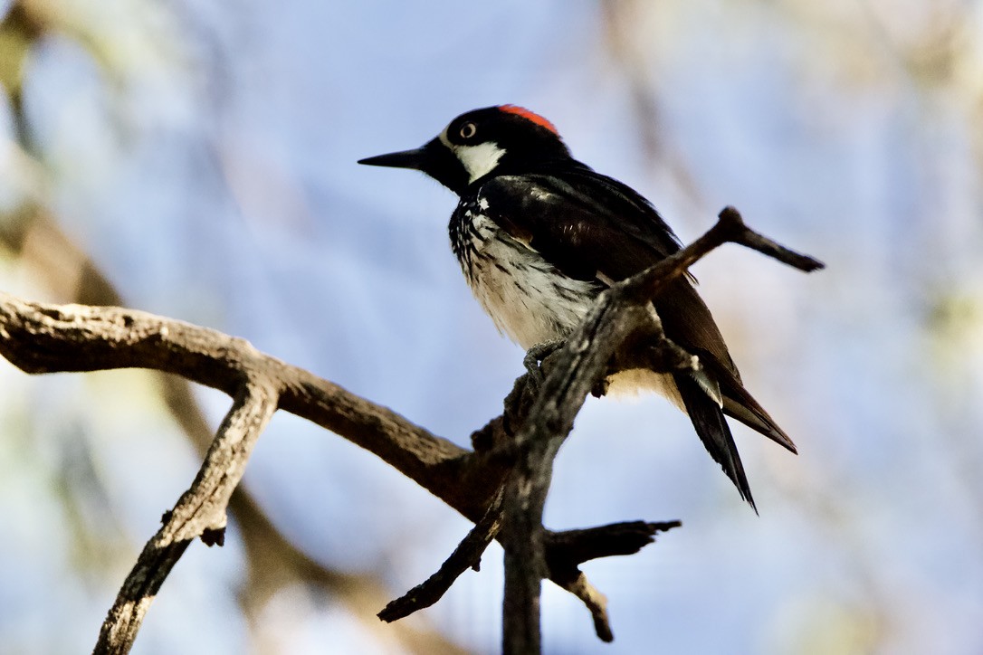 Acorn Woodpecker - Wendy Moore