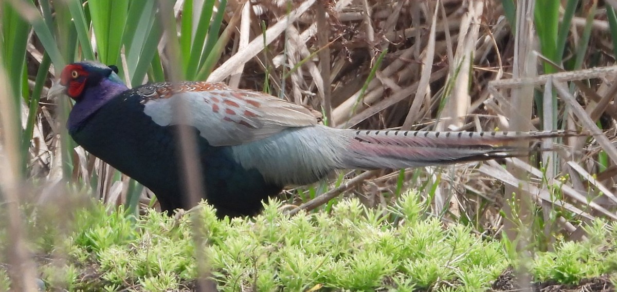 Green Pheasant - masao komura