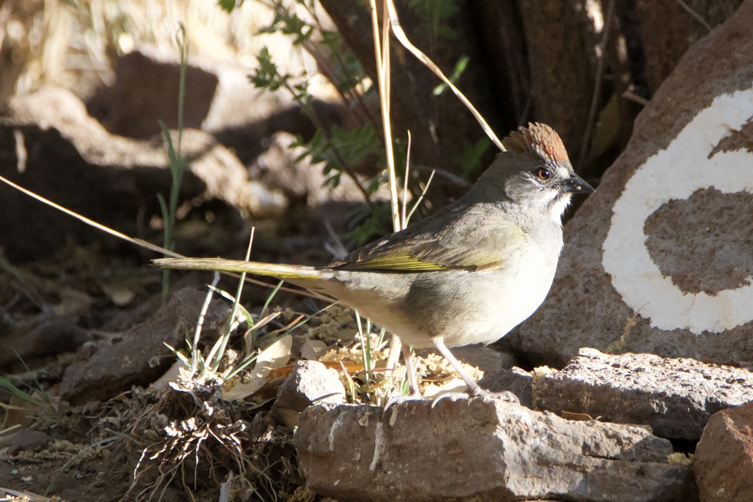 Green-tailed Towhee - Wendy Moore