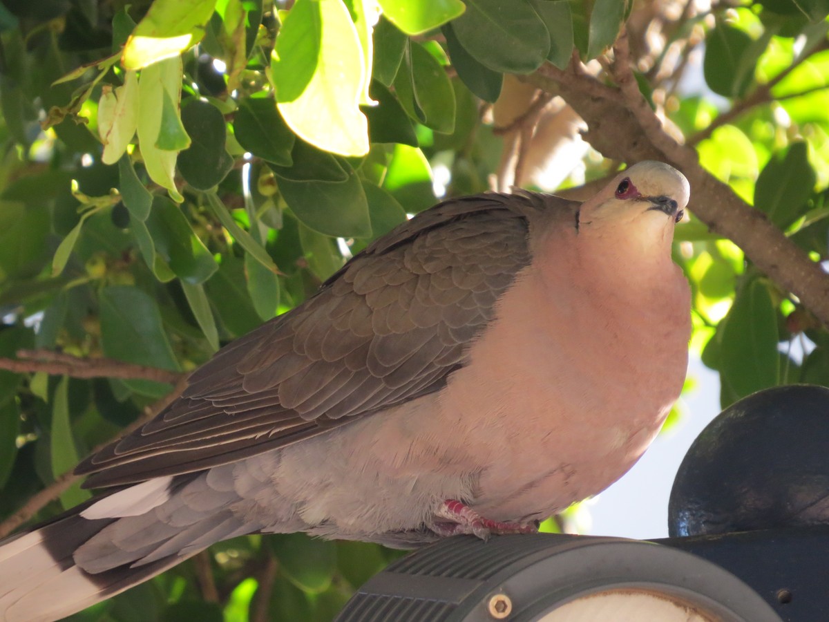 Red-eyed Dove - Mike & Angela Stahl