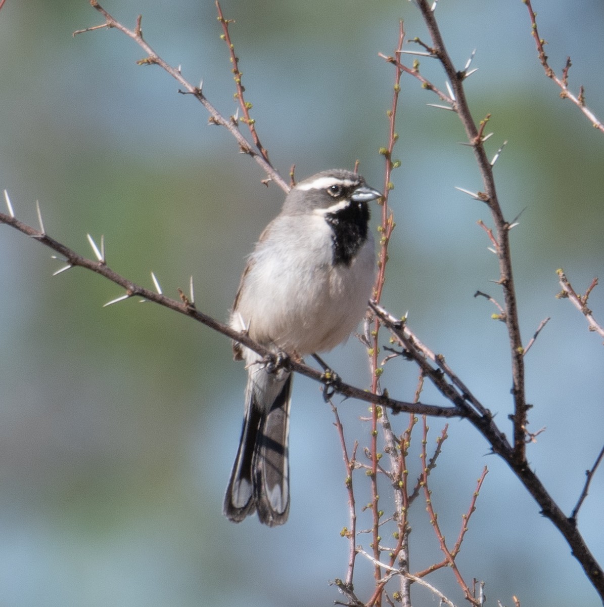 Black-throated Sparrow - Dennis Utterback