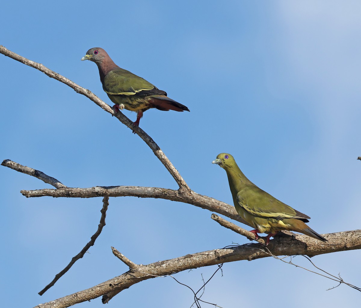 Pink-necked Green-Pigeon - Dave Bakewell