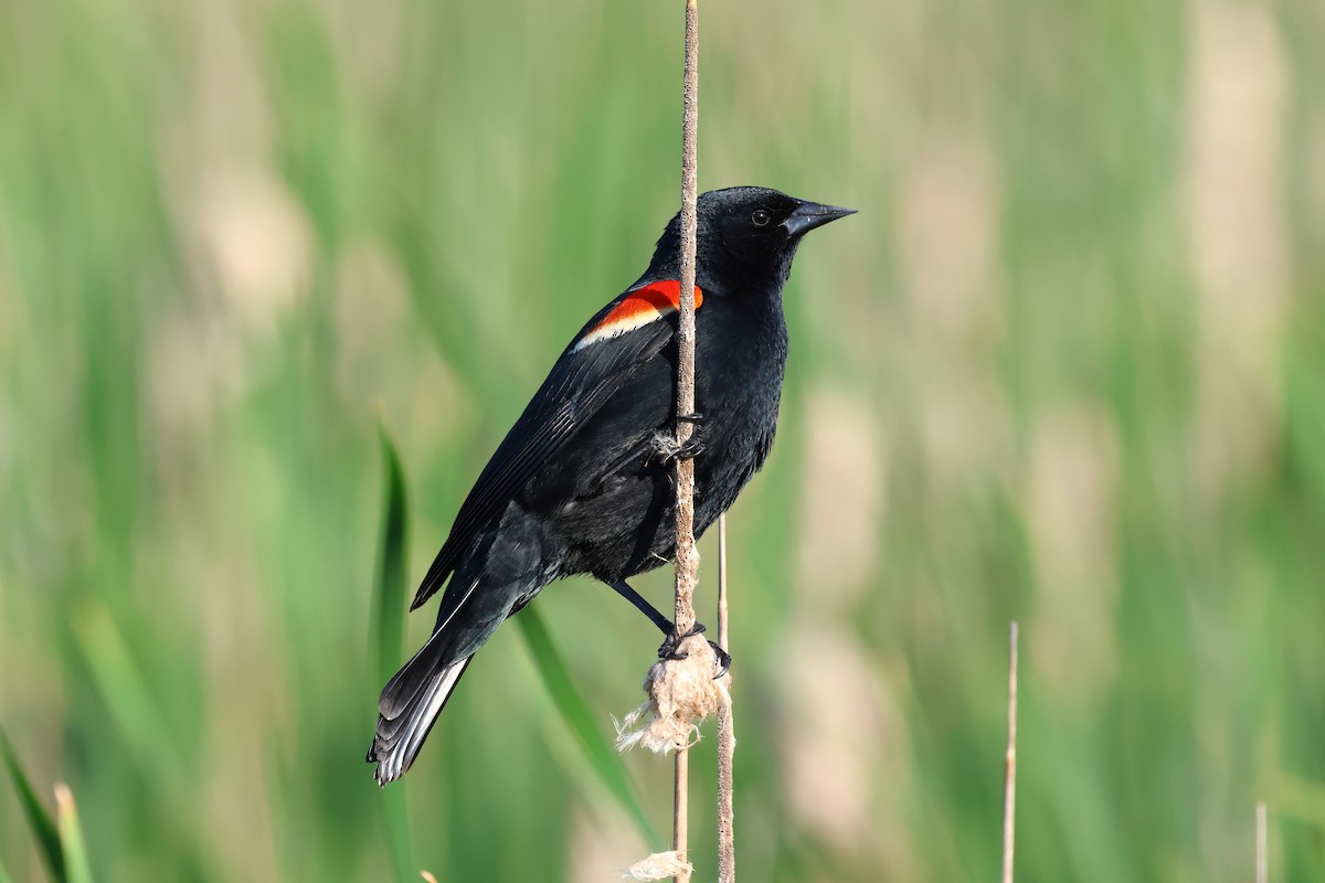 Red-winged Blackbird - Keith Pflieger
