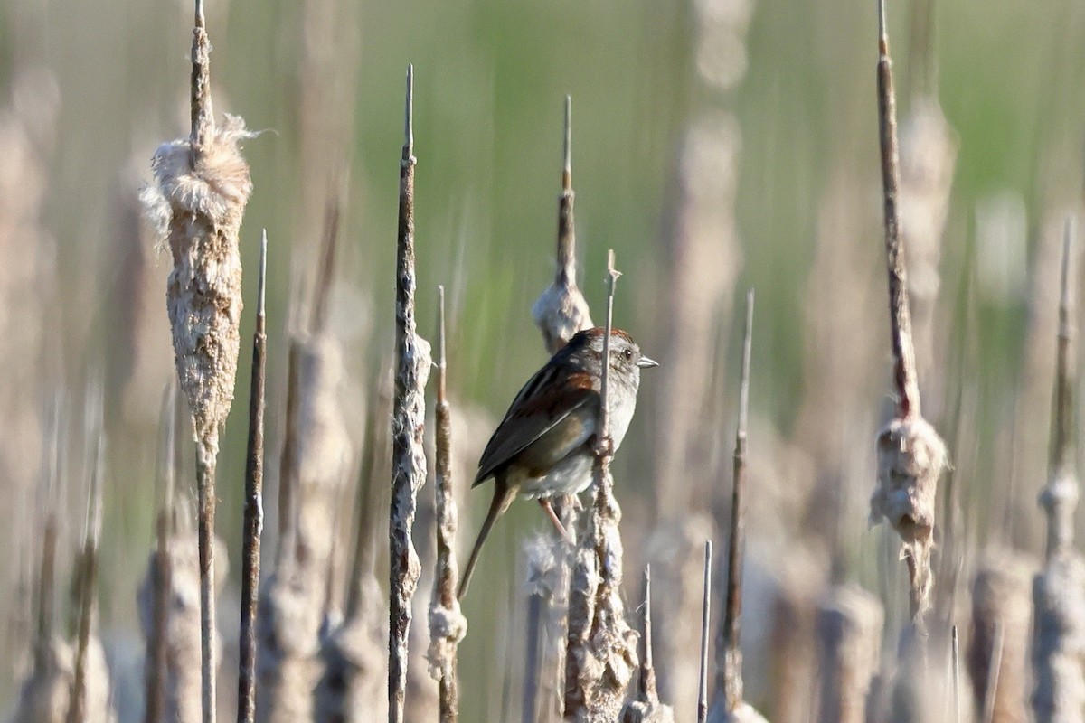 Swamp Sparrow - Keith Pflieger