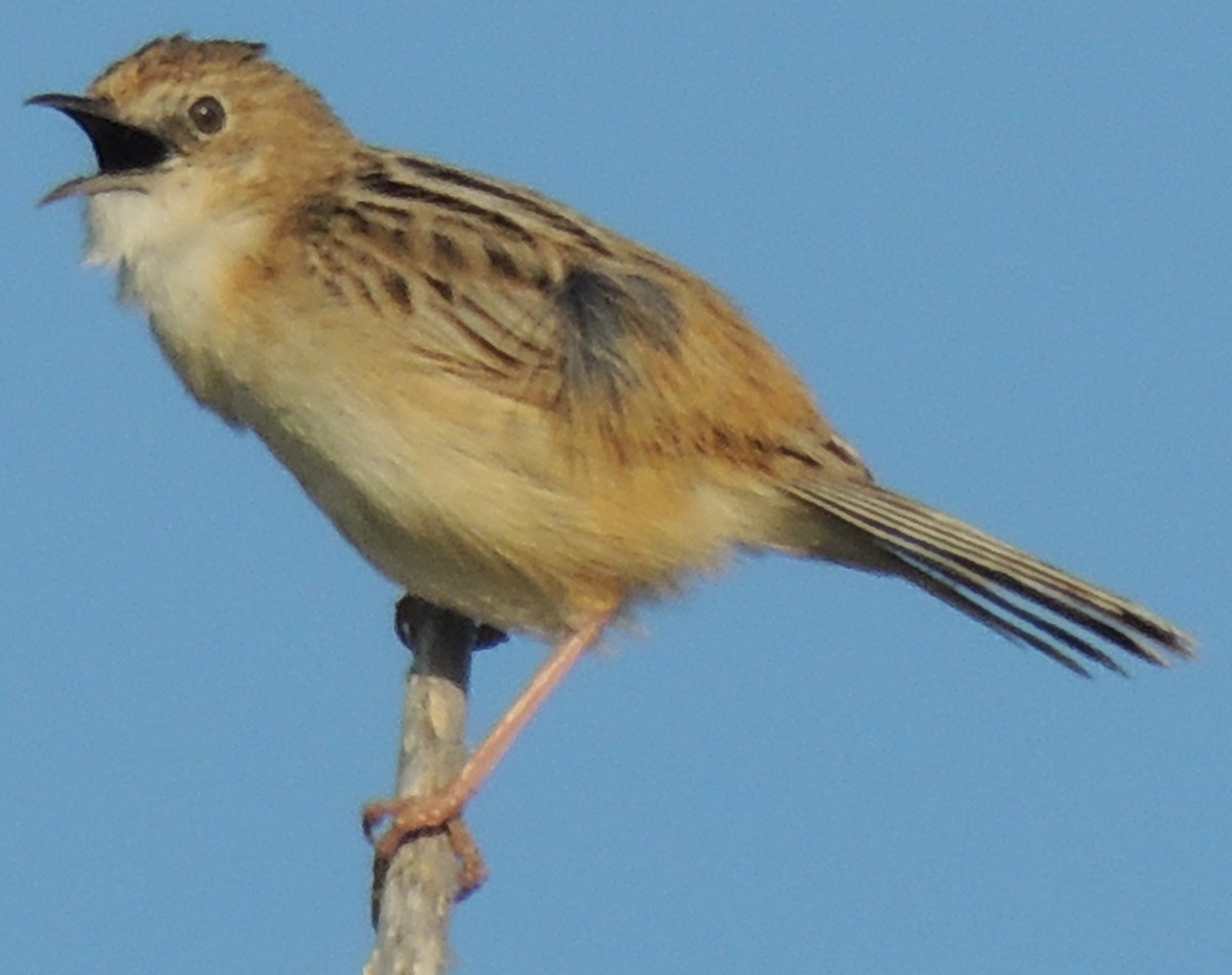 Zitting Cisticola - Mark Easterbrook