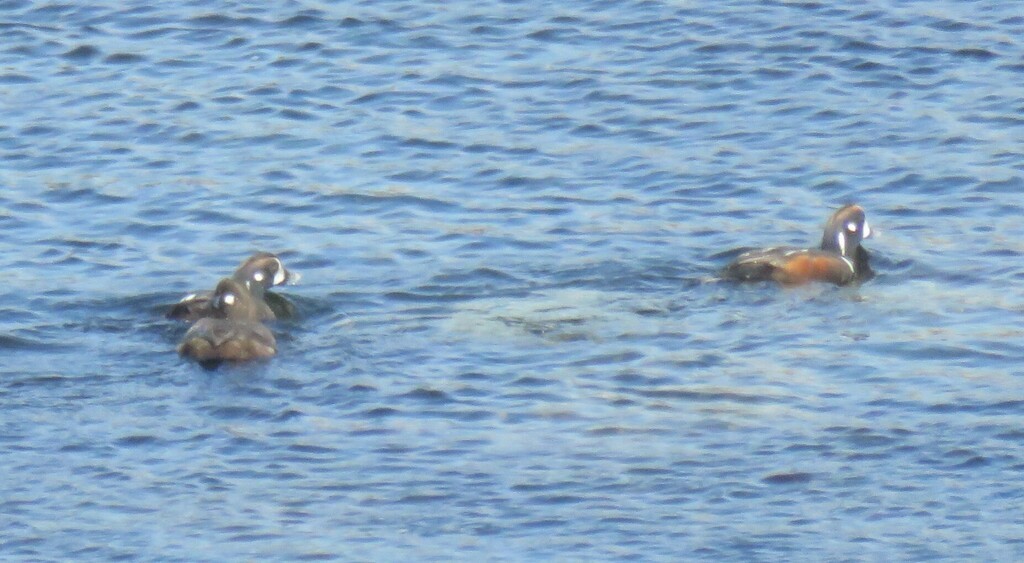 Harlequin Duck - David Peterson