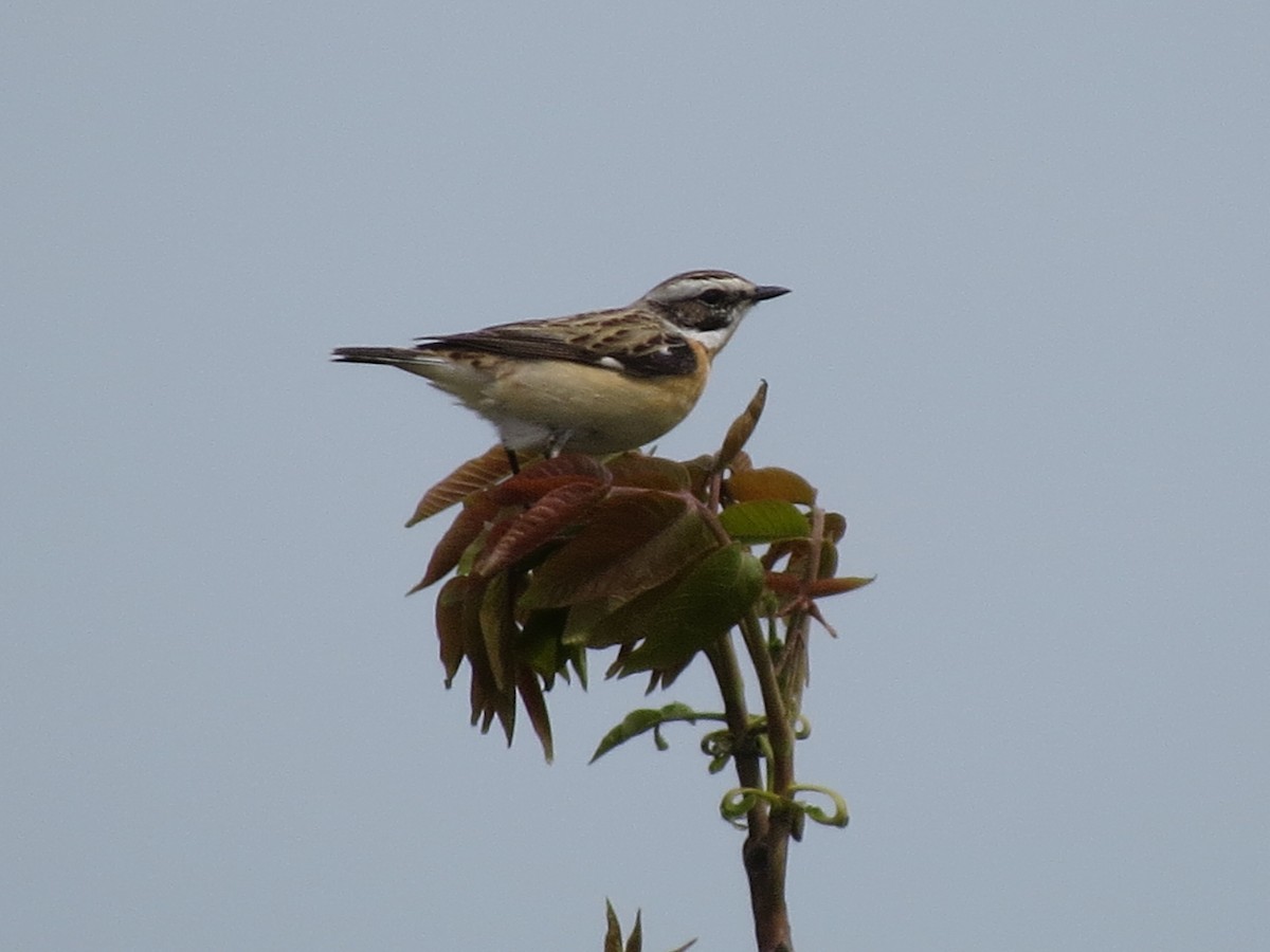 Whinchat - ML619078106