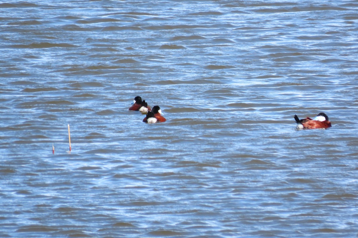 Ruddy Duck - Shane Dollman