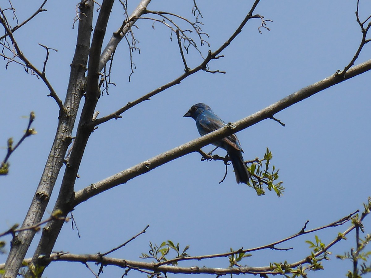 Indigo Bunting - ML619078118