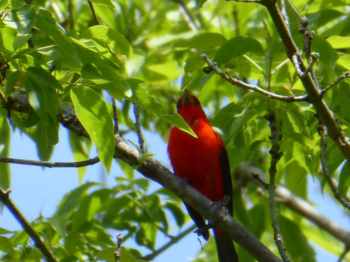 Scarlet Tanager - M. Jordan