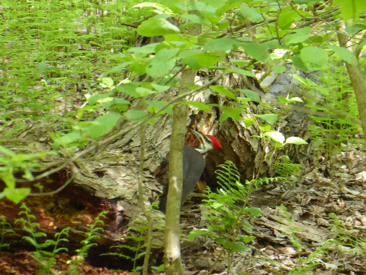 Pileated Woodpecker - ML619078128