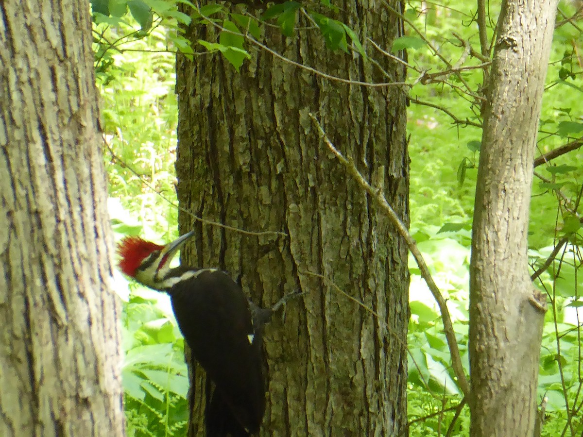 Pileated Woodpecker - ML619078130