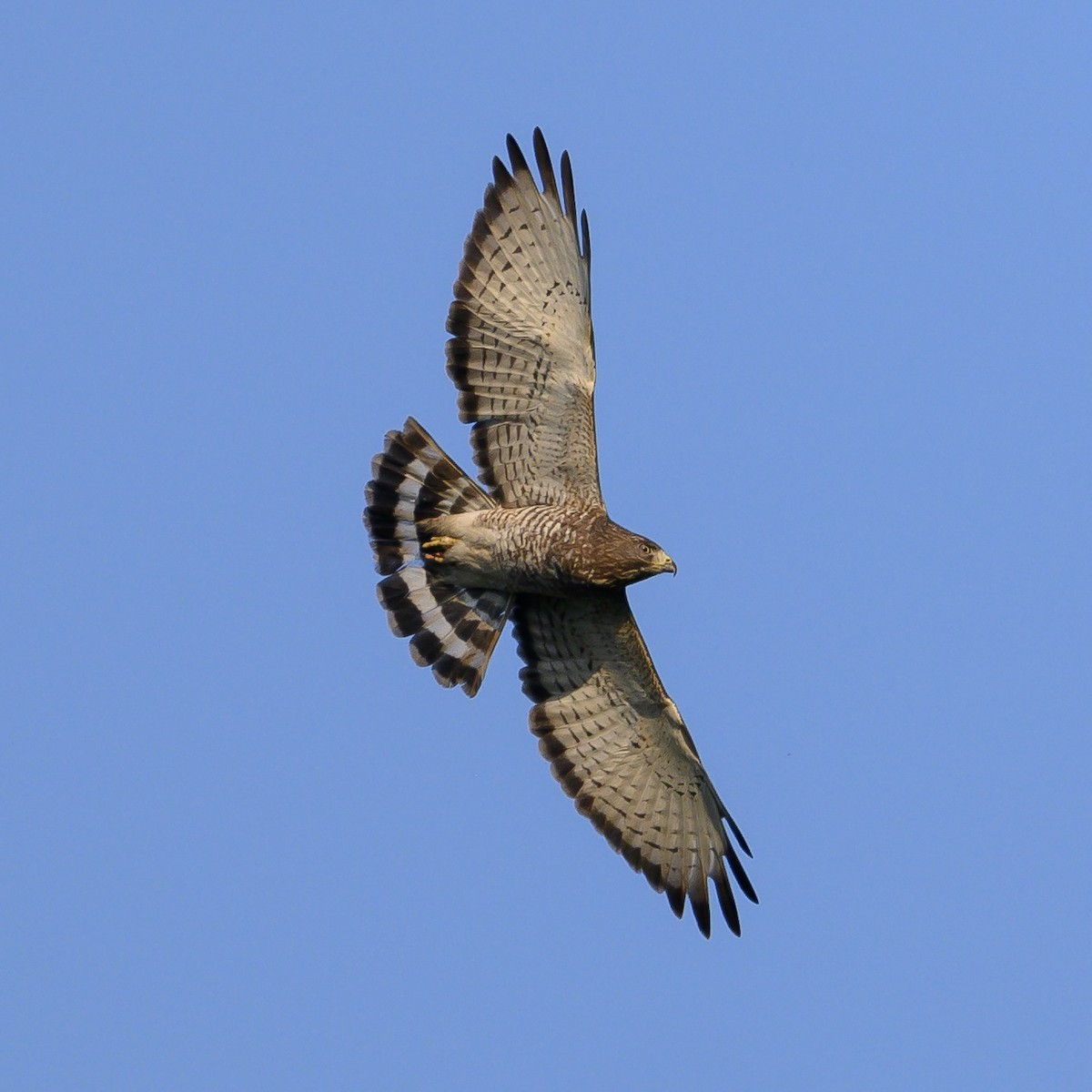 Broad-winged Hawk - ML619078146