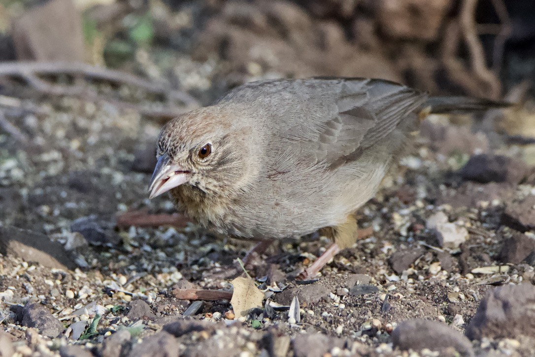 Canyon Towhee - ML619078180