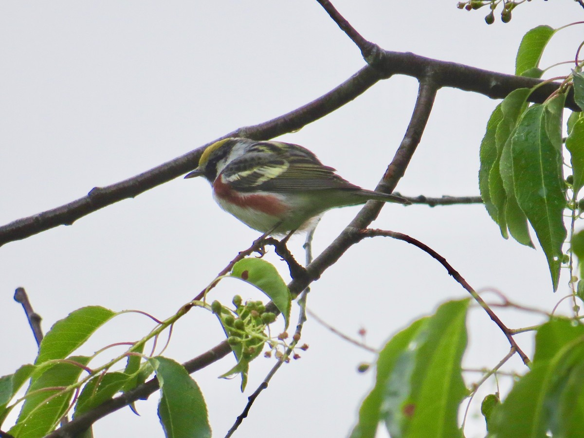 Chestnut-sided Warbler - Phil Cantino