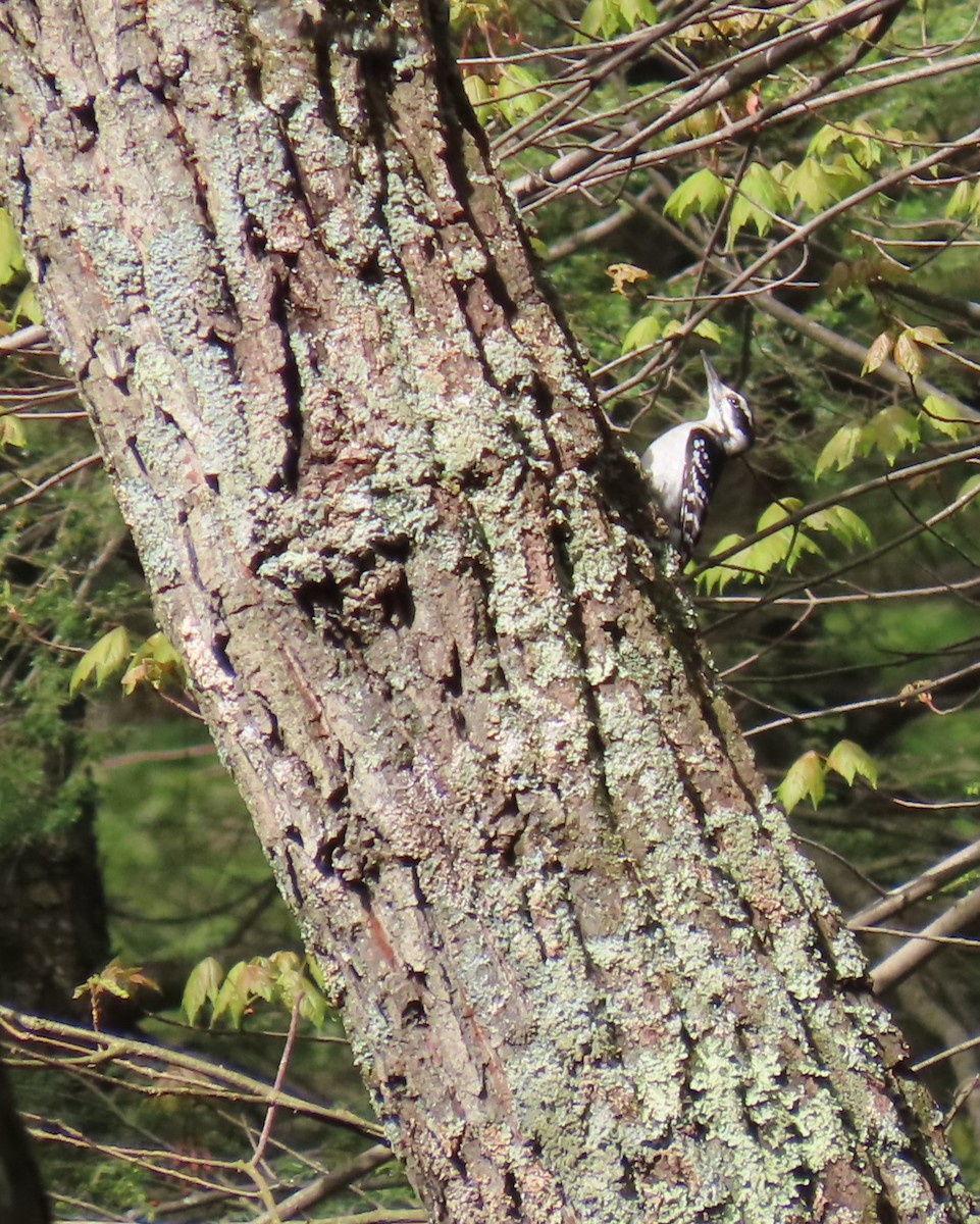 Hairy Woodpecker - ML619078210