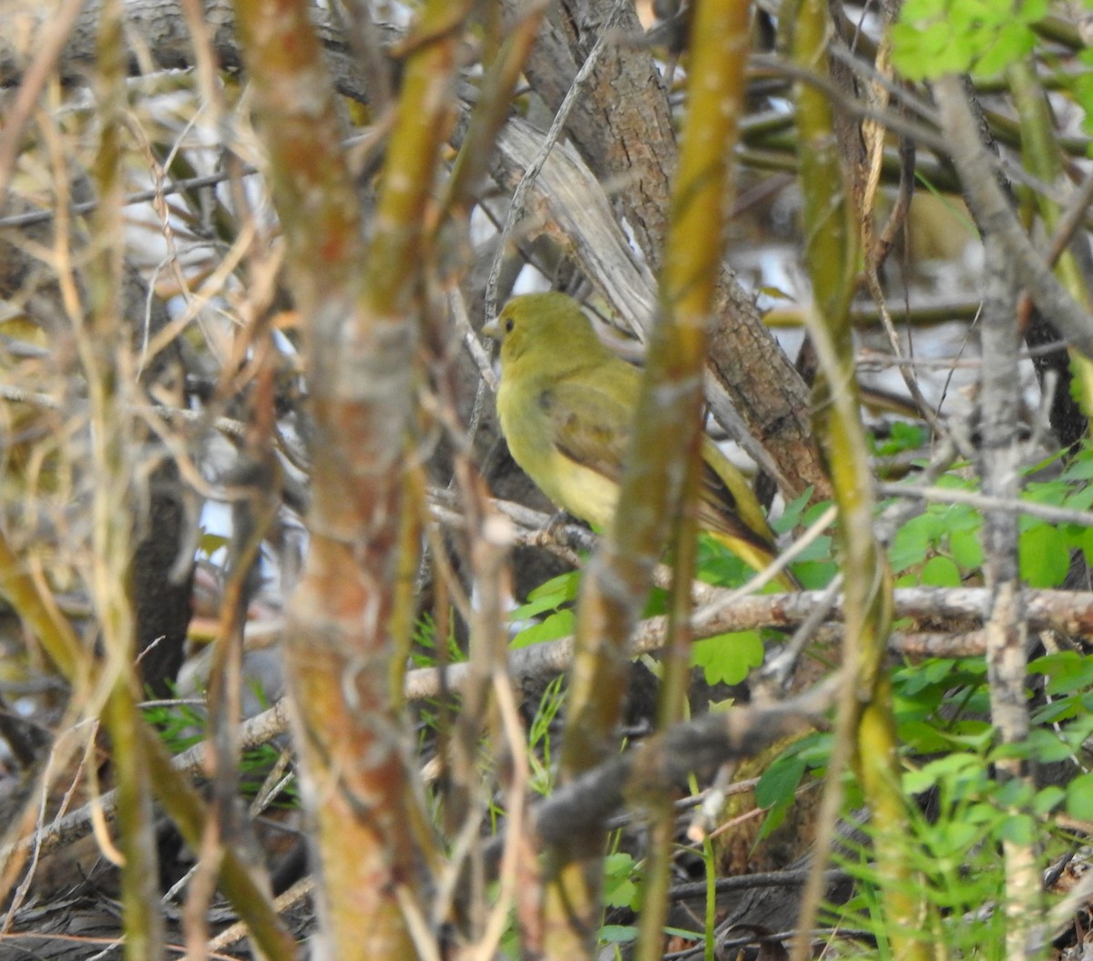 Scarlet Tanager - ML619078218