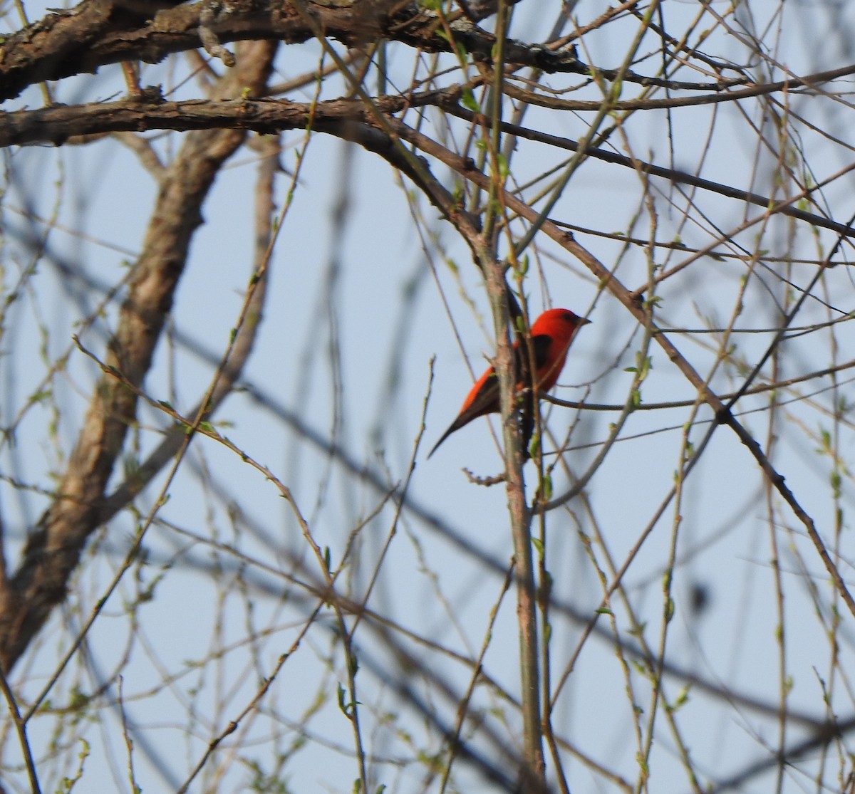 Scarlet Tanager - ML619078219