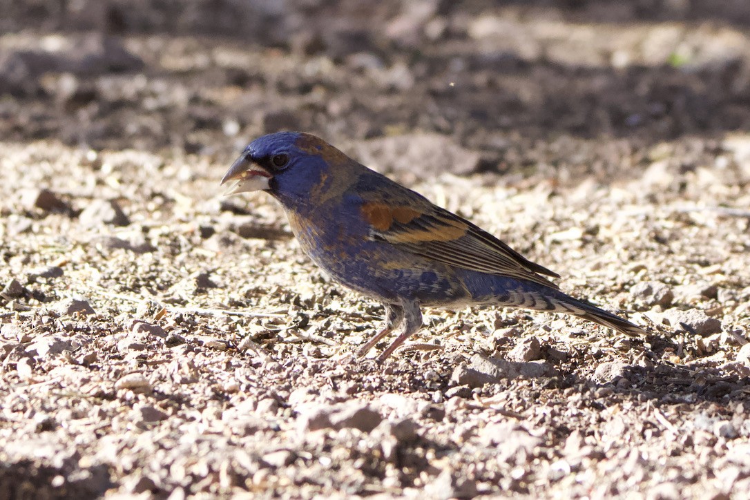 Blue Grosbeak - ML619078245