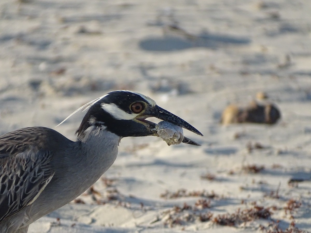 Yellow-crowned Night Heron - Adrian Domínguez