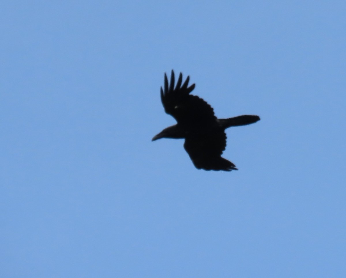 Common Raven - Maryangela Buskey