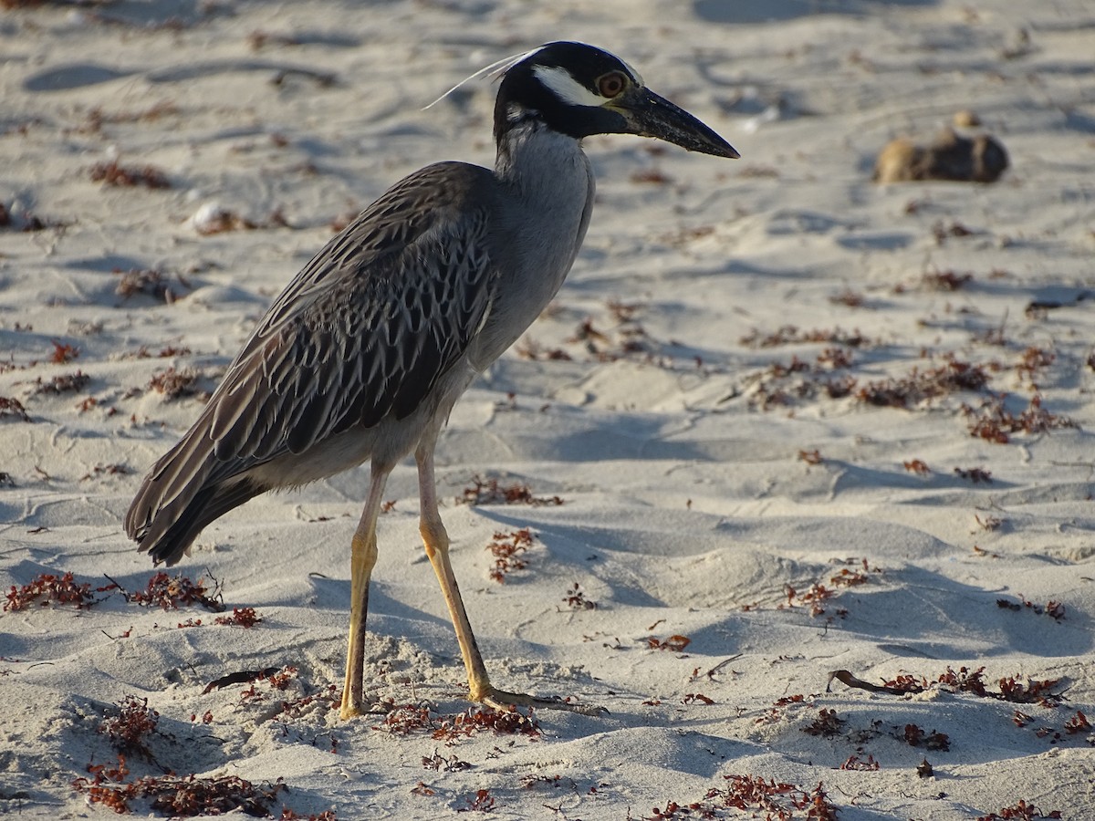 Yellow-crowned Night Heron - ML619078258