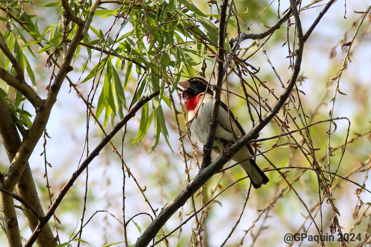 Rose-breasted Grosbeak - Guy Paquin