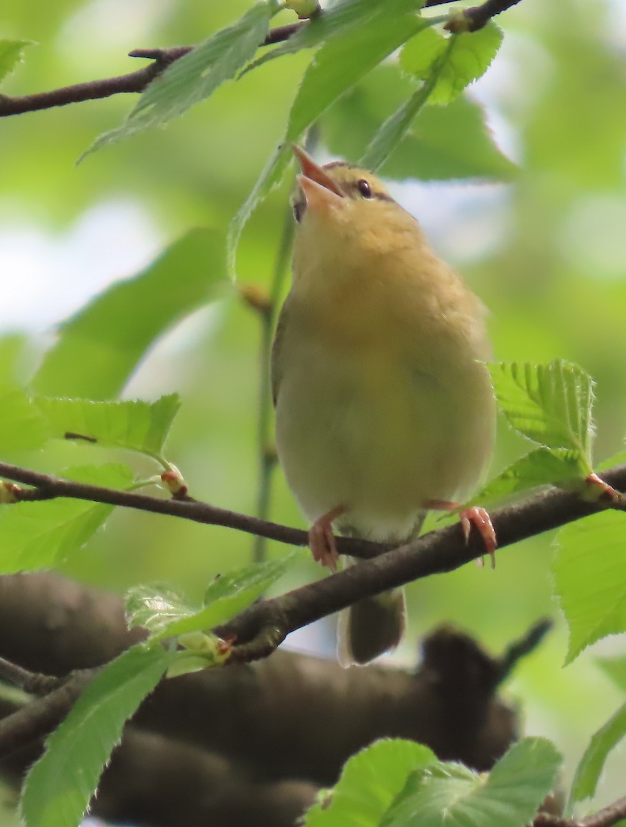 Worm-eating Warbler - Maryangela Buskey