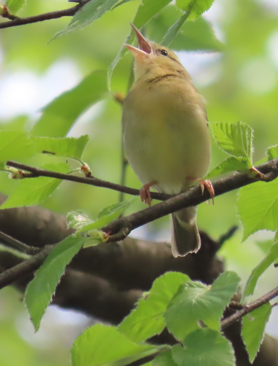 Worm-eating Warbler - Maryangela Buskey