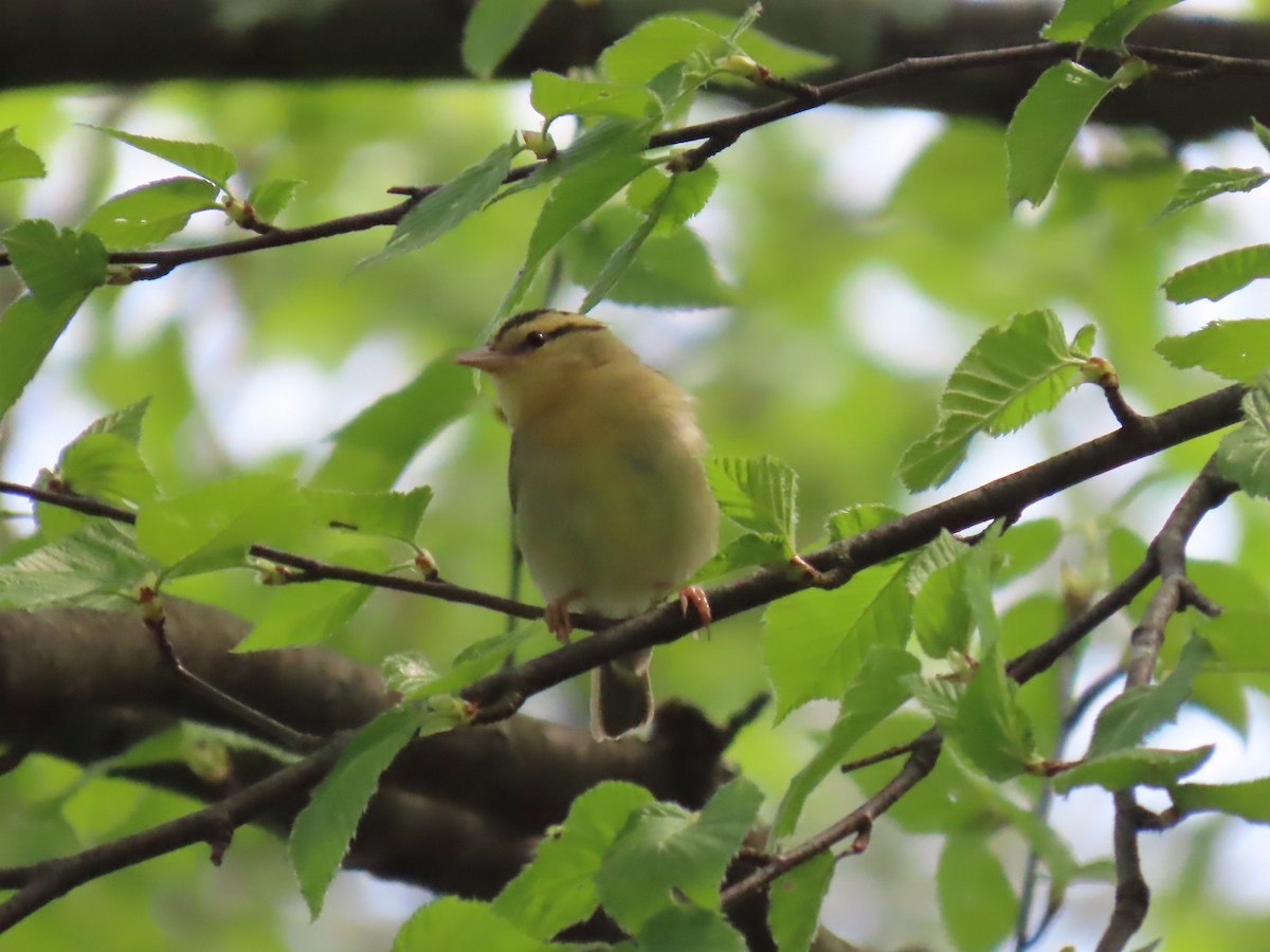 Worm-eating Warbler - Maryangela Buskey