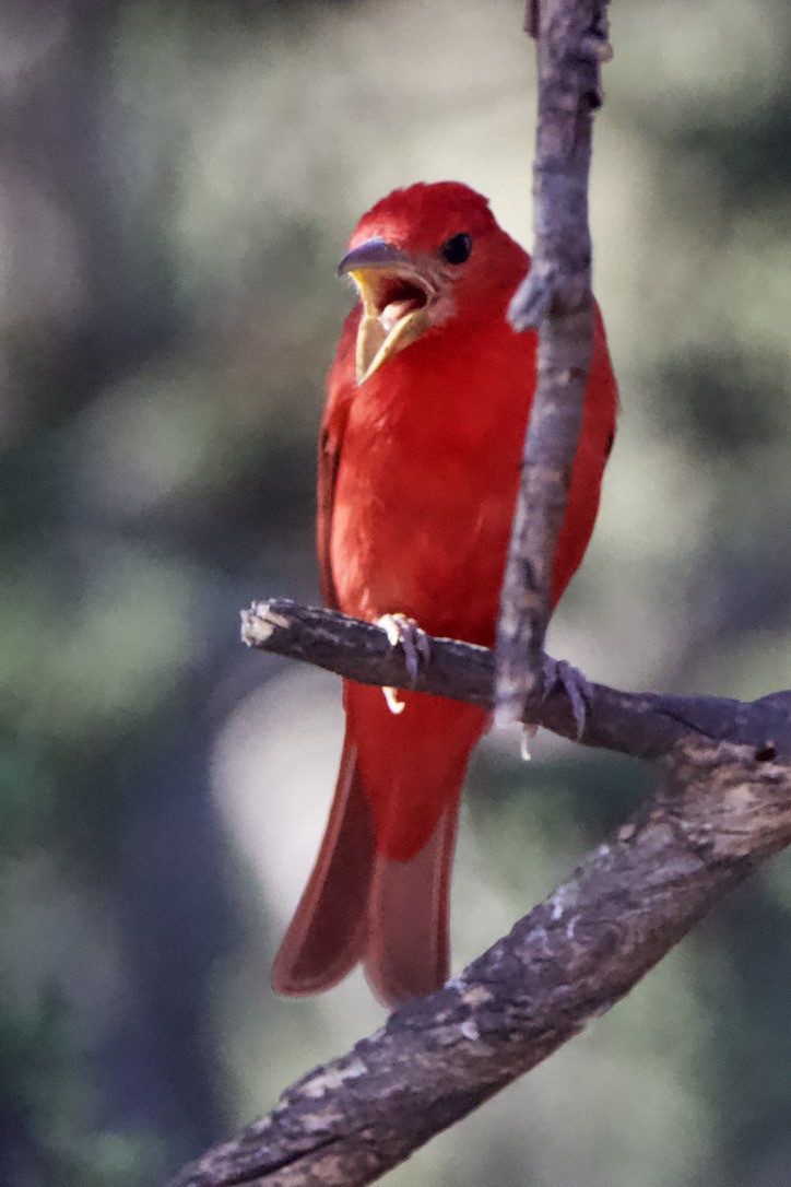 Summer Tanager - Wendy Moore