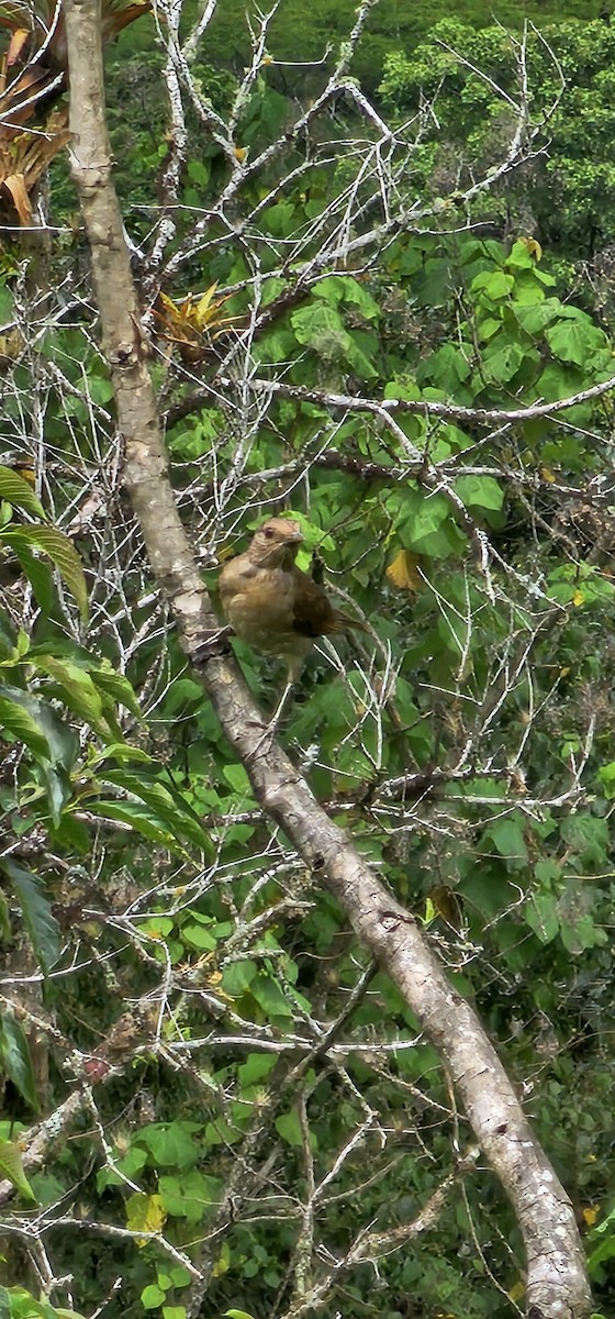 Black-billed Thrush - FREDY HERNAN VALERO