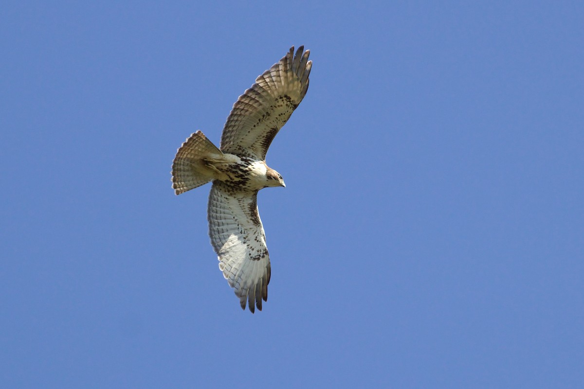 Red-tailed Hawk - George Forsyth