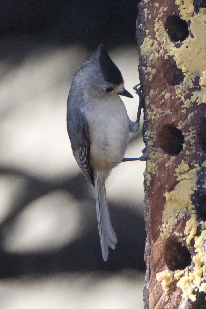 Black-crested Titmouse - Wendy Moore