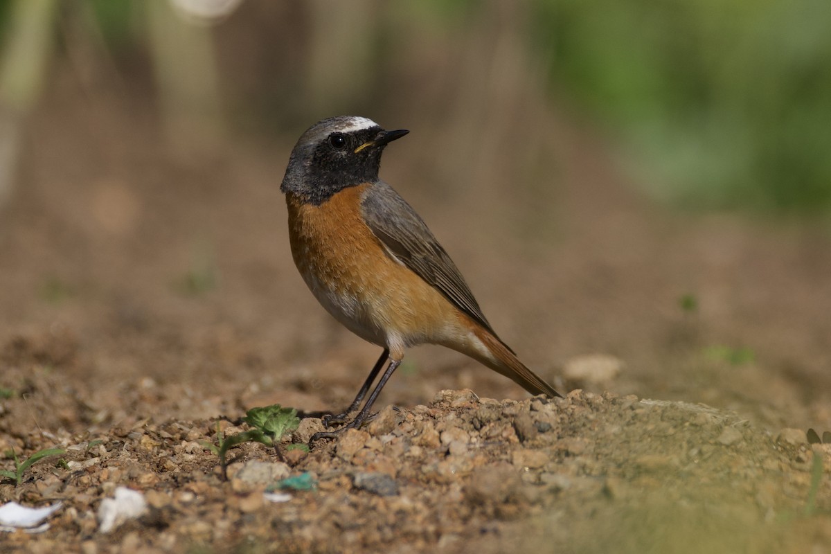 Common Redstart - Fran Kim