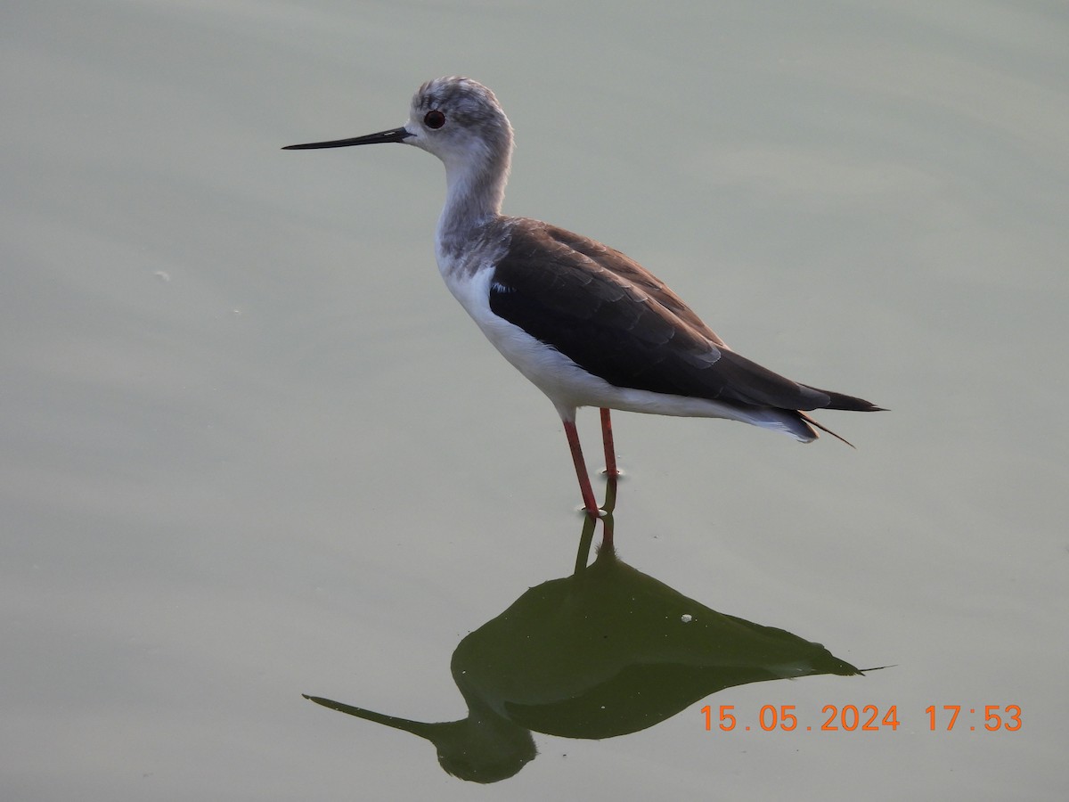 Black-winged Stilt - Sridhar A