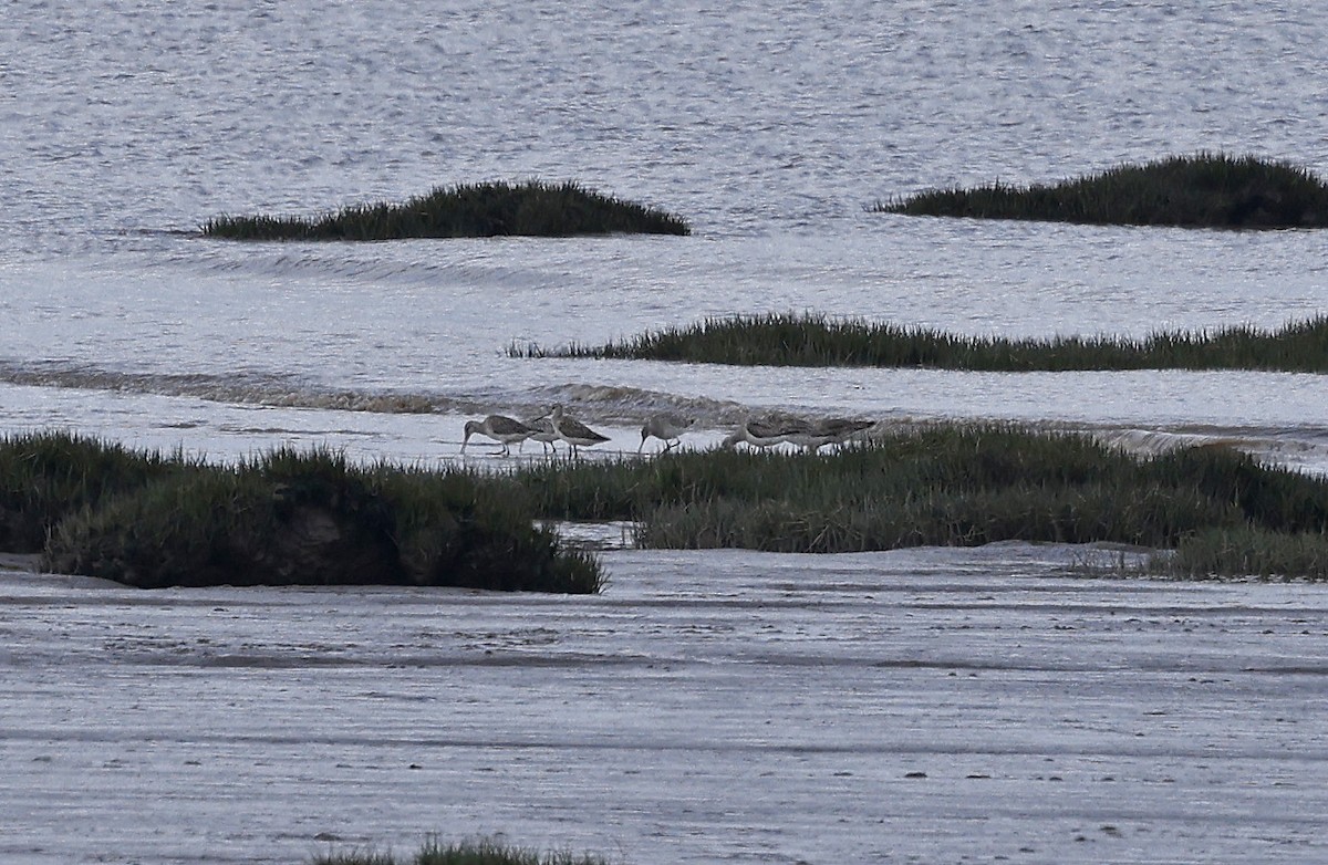 Bar-tailed Godwit - Paul Chapman