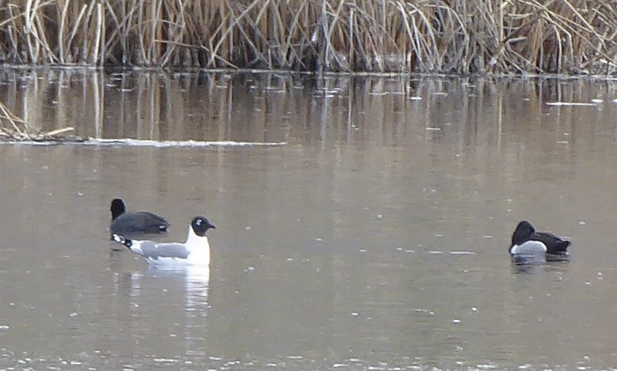 Franklin's Gull - ML619078440