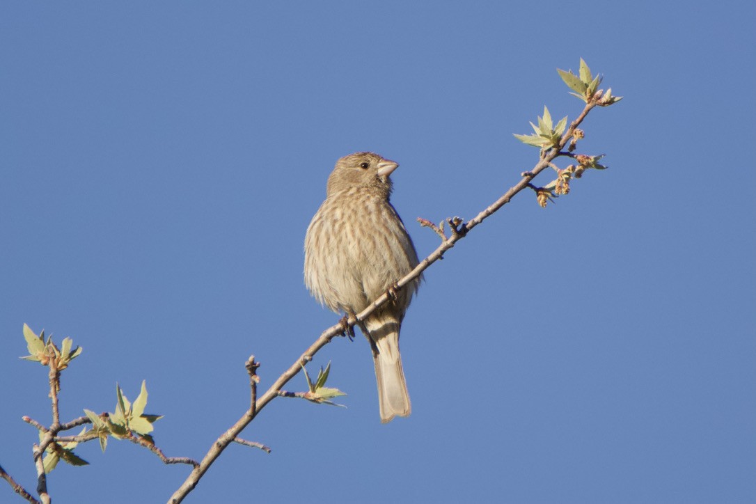 House Finch - Wendy Moore