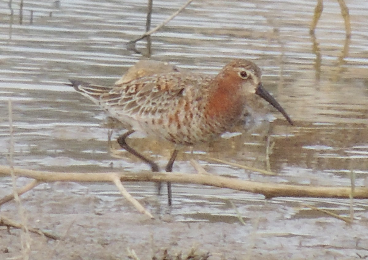 Curlew Sandpiper - Mark Easterbrook