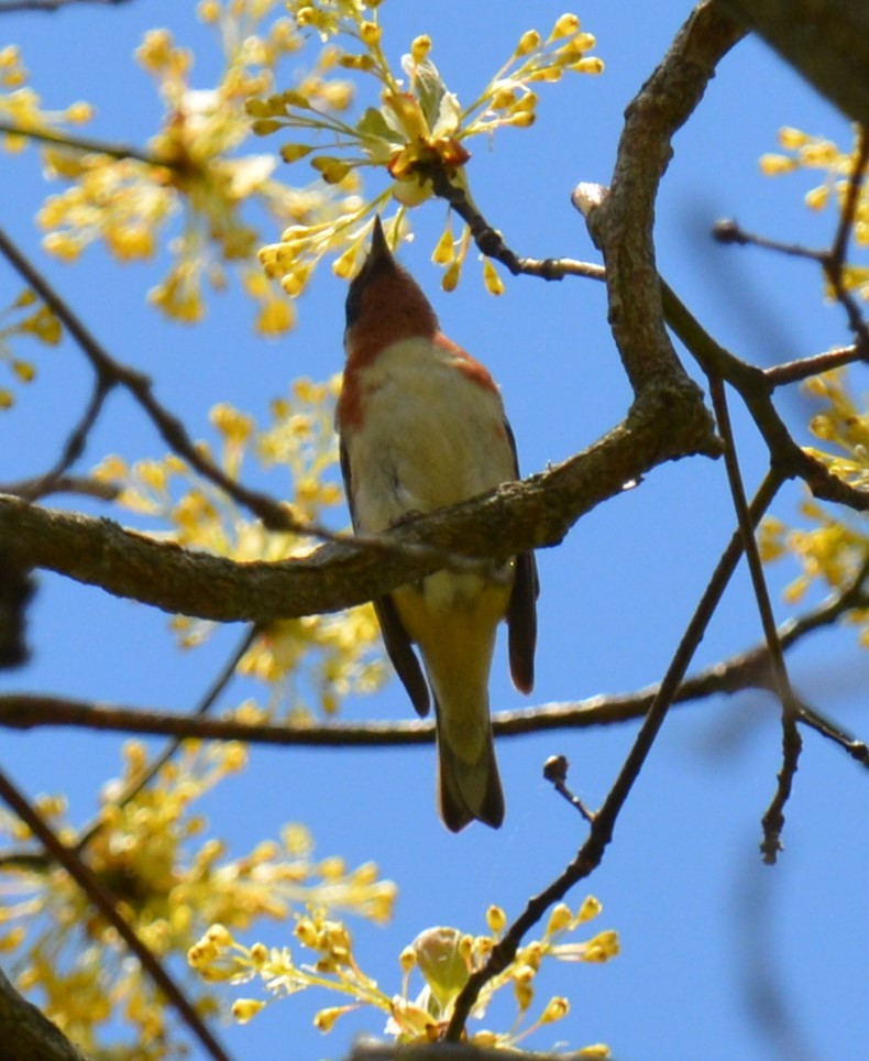 Bay-breasted Warbler - Micky Komara