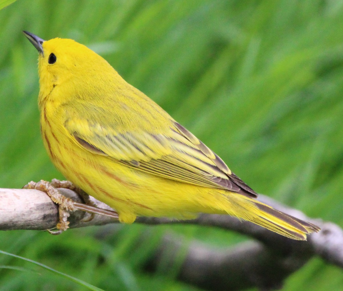 Yellow Warbler - NE Ohio Duck Tracker - JUDY   ( ')>